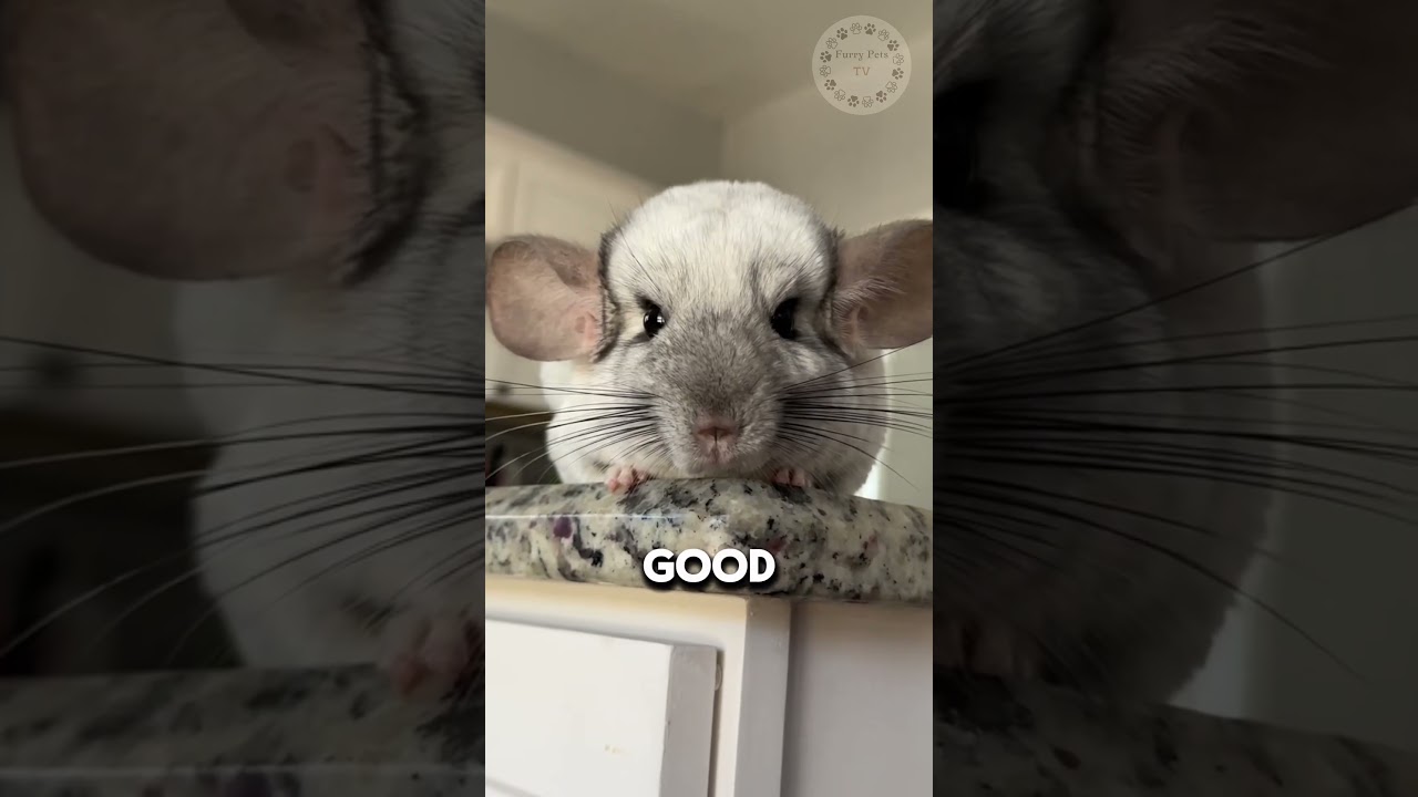 Chinchilla 🐭 One Alternative Animal To Have As A Pet #shorts