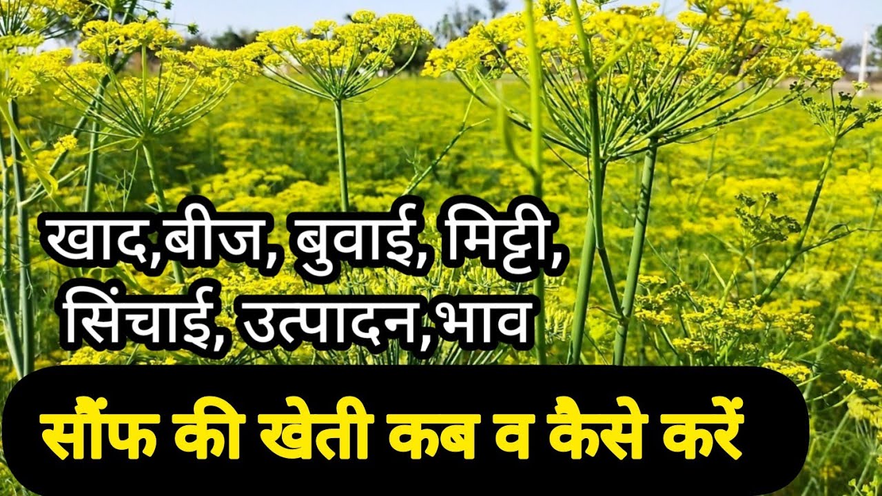 सौंफ की खेती कब व कैसे करें||सम्पूर्ण जानकारी||Sonf ki kheti kese kare