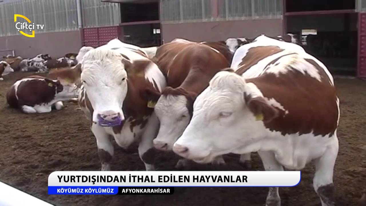KÖYÜMÜZ KÖYLÜMÜZ BAYRAM ÖZEL