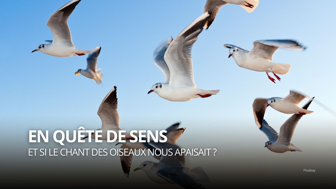 Et si le chant des oiseaux nous apaisait ?