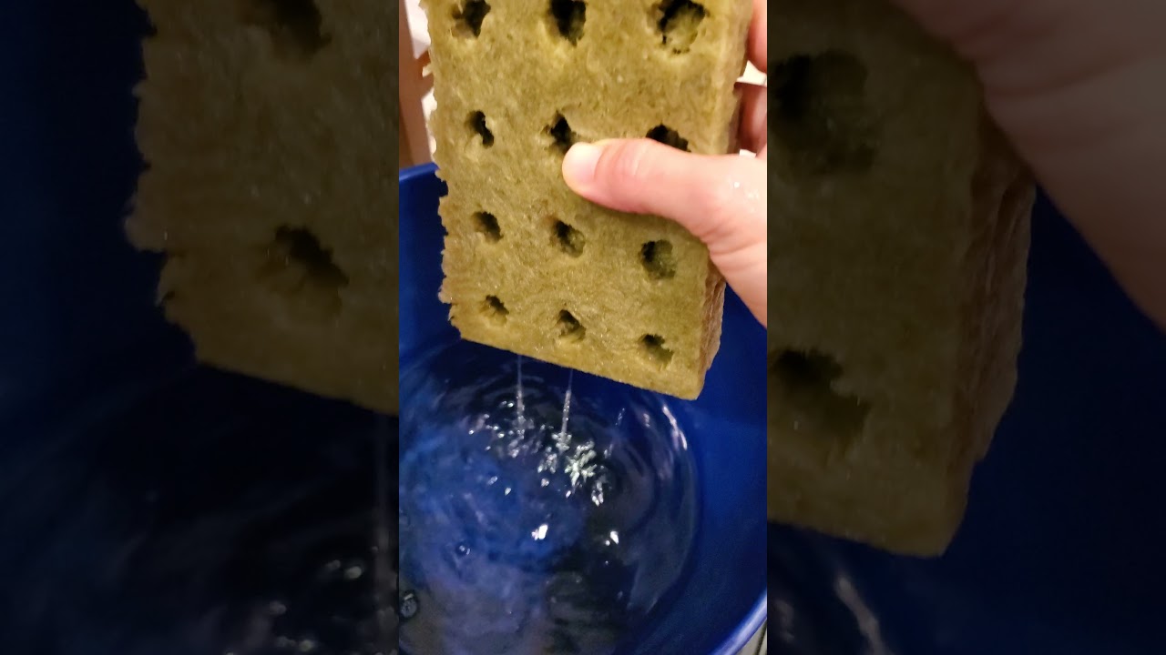 Part 1 - Germinating Seeds for TowerGarden - Soak Rock Wool