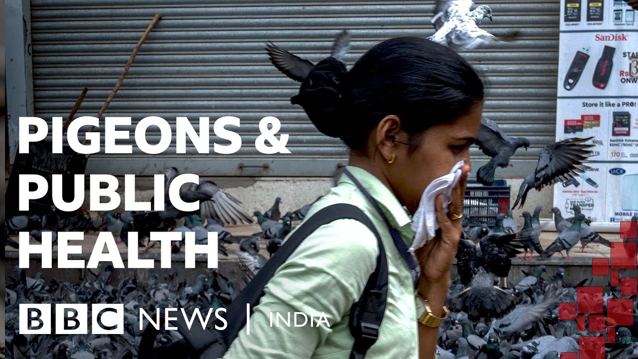 Health v heritage: Pigeon feeding ban sparks debate in India | BBC News India