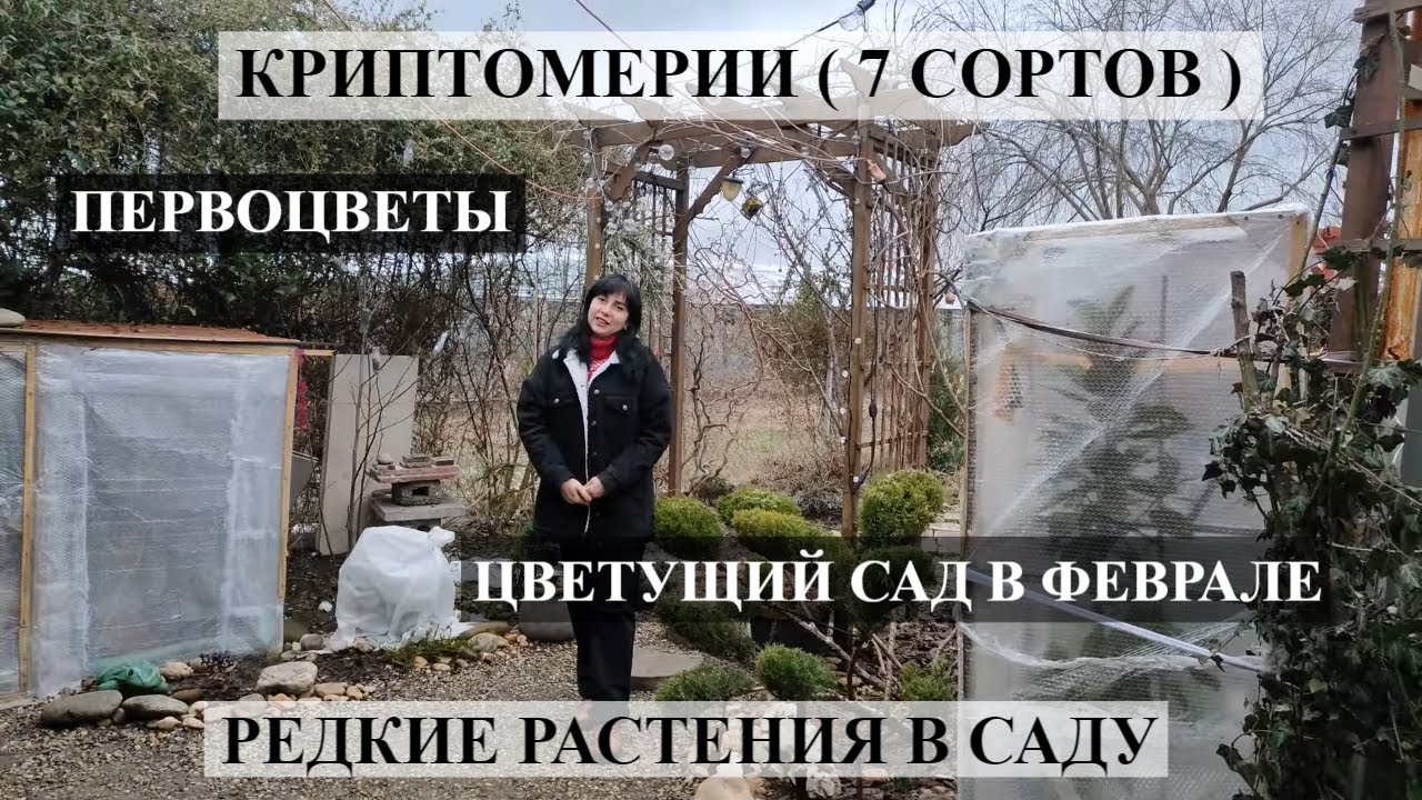 ОБЗОР САДА Криптомерии (7 сортов) ПЕРВОЦВЕТЫ | ЦВЕТУЩИЙ САД В ФЕВРАЛЕ | Редкие растения в саду