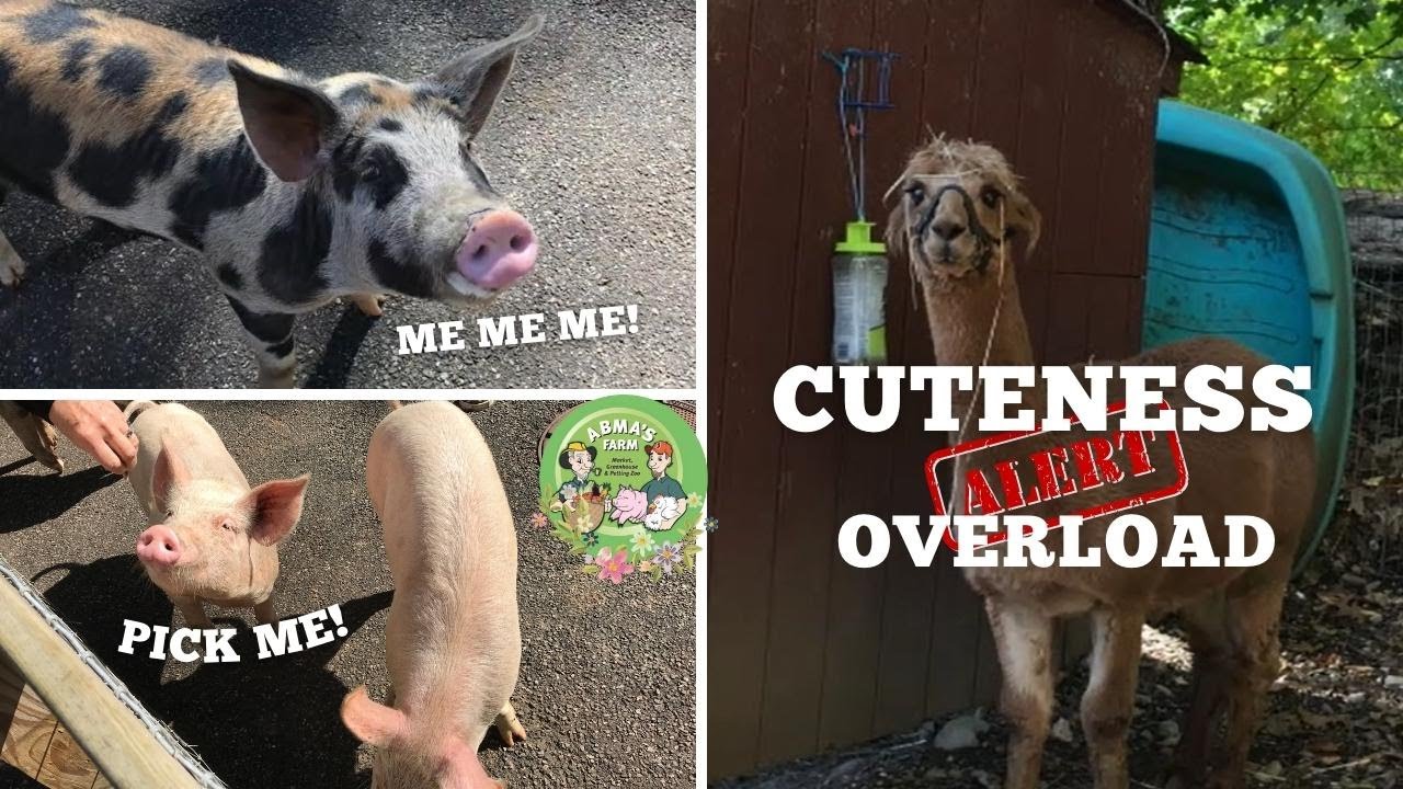 NJ Farm & Petting Zoo TOUR! (Friendy Animals!) ABMA'S FARM - Wyckoff
