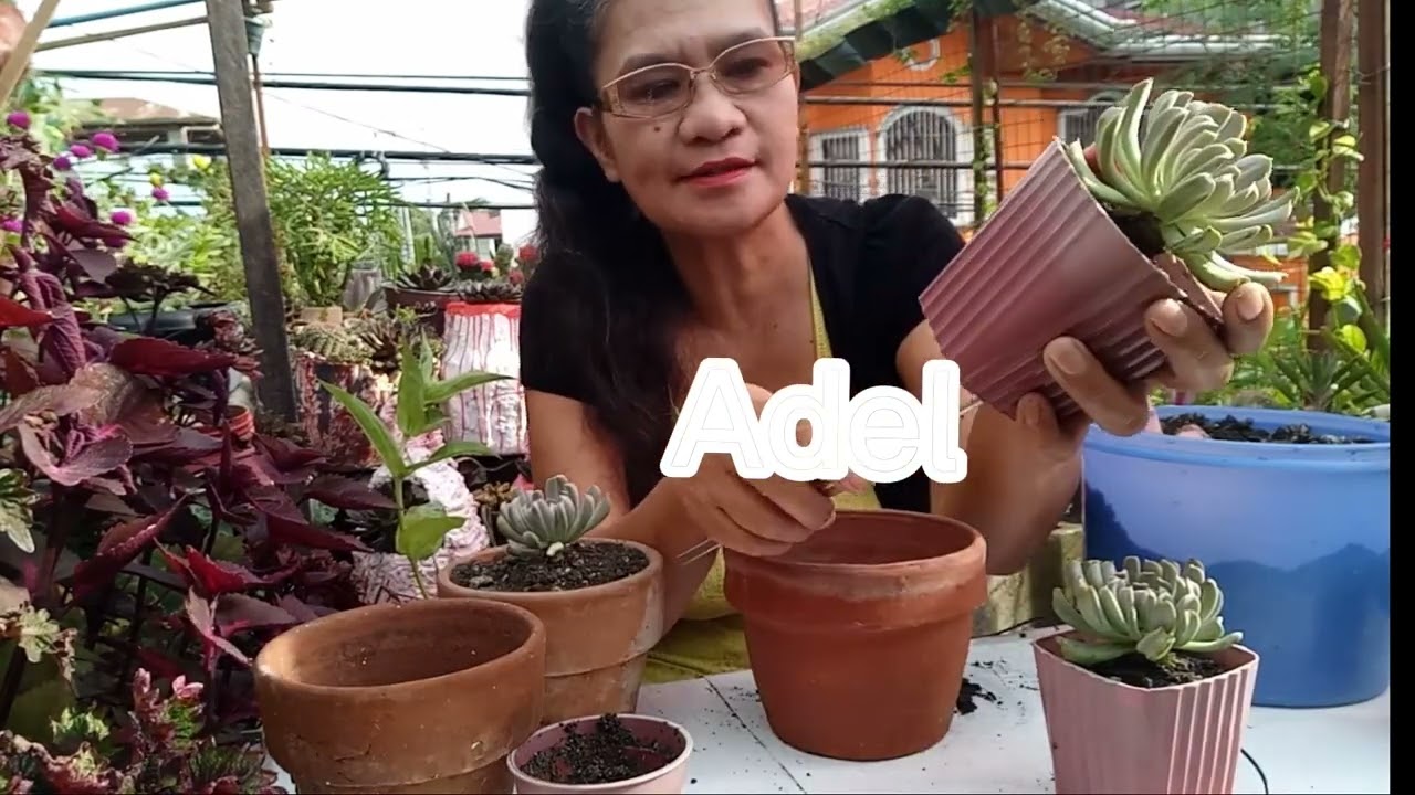Lumalaki na ang mga ito, e repot na natin/adellosegro 