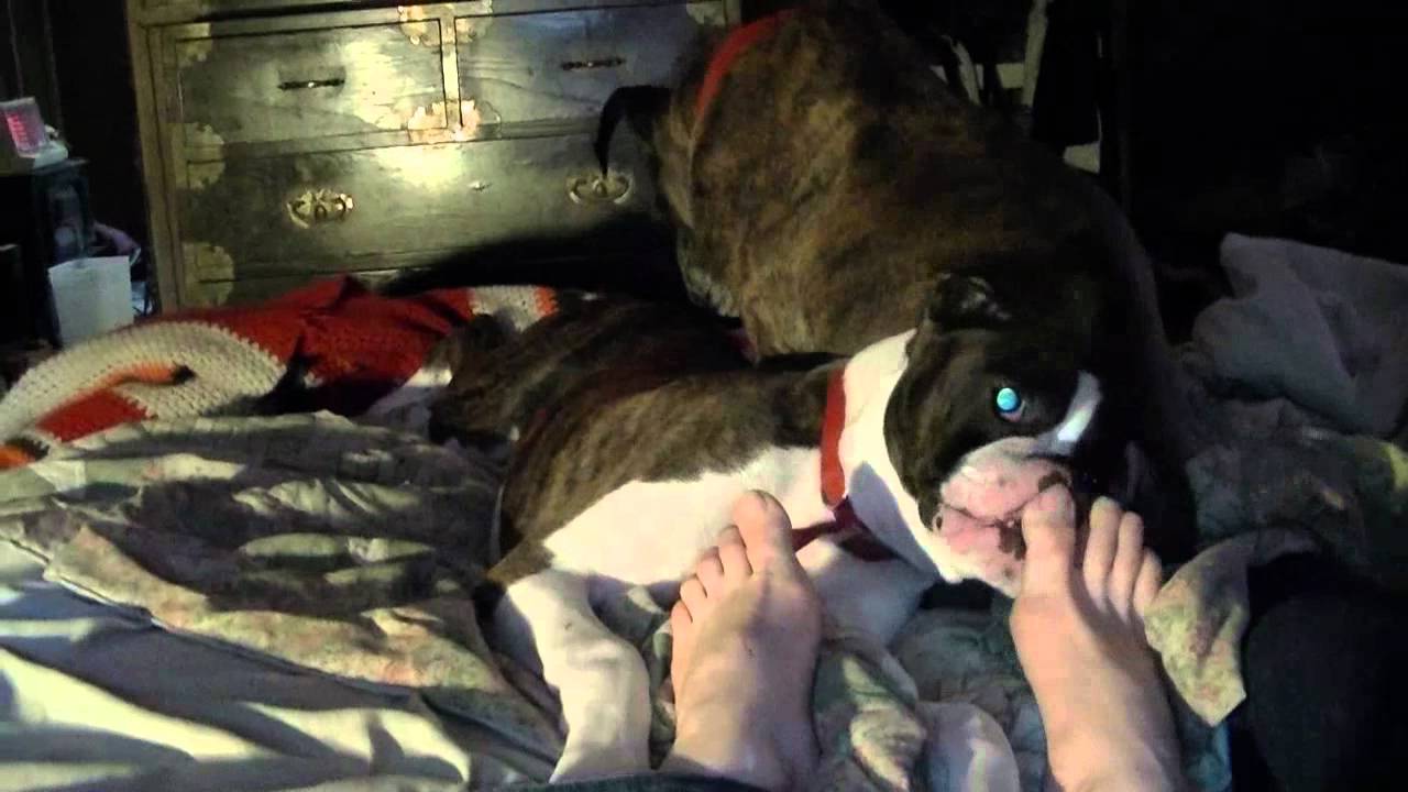Walter - My boxer puppy tickling my toes.