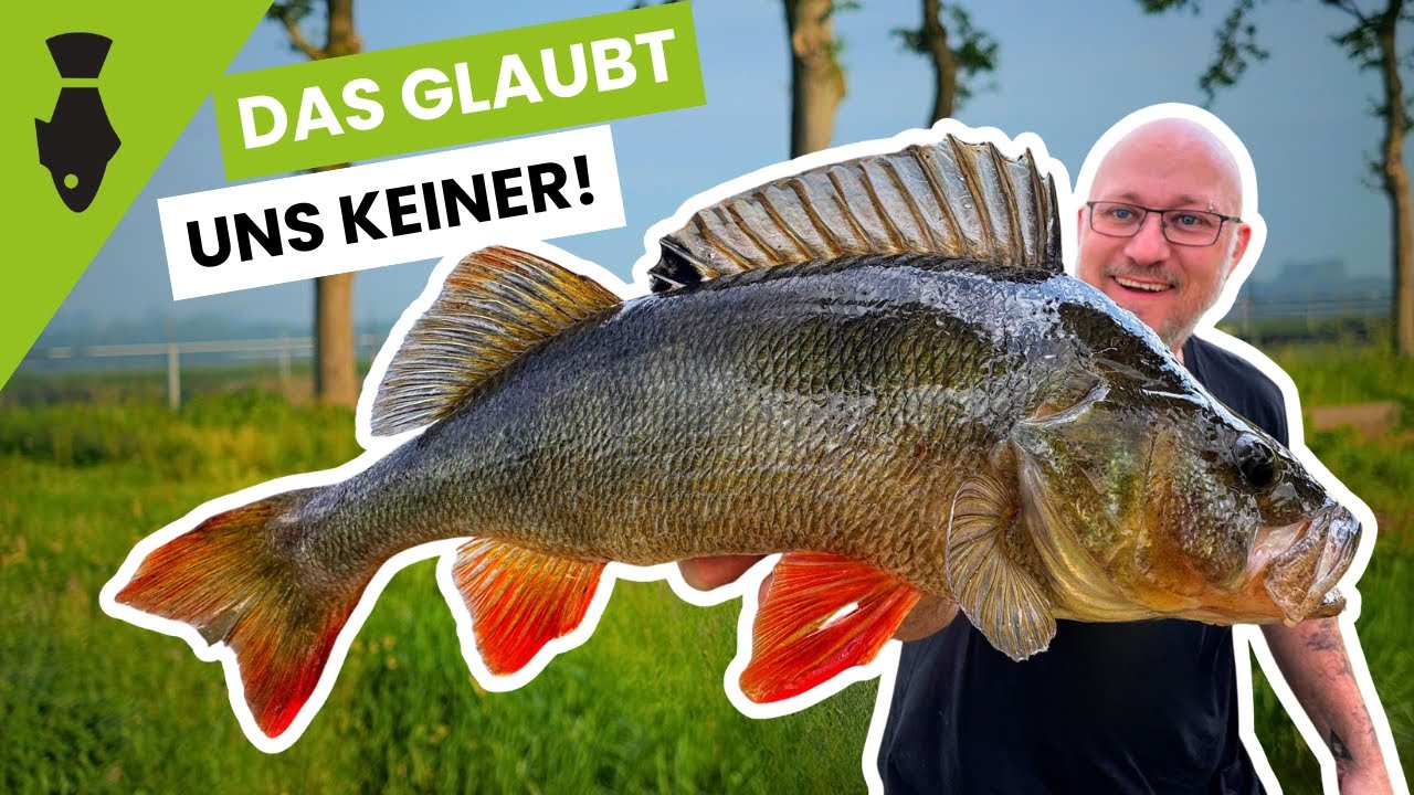 RAUBFISCH-ALARM! 😱 Zander, Hecht & Barsch im Minutentakt – Unser krassester Angeltag!