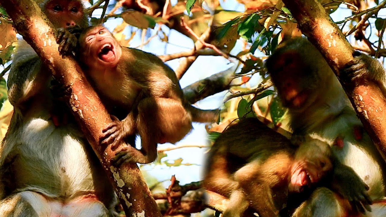 Deeply hurt / Jane is angry attack Janna to wean / Jane try chase Janna away from milk