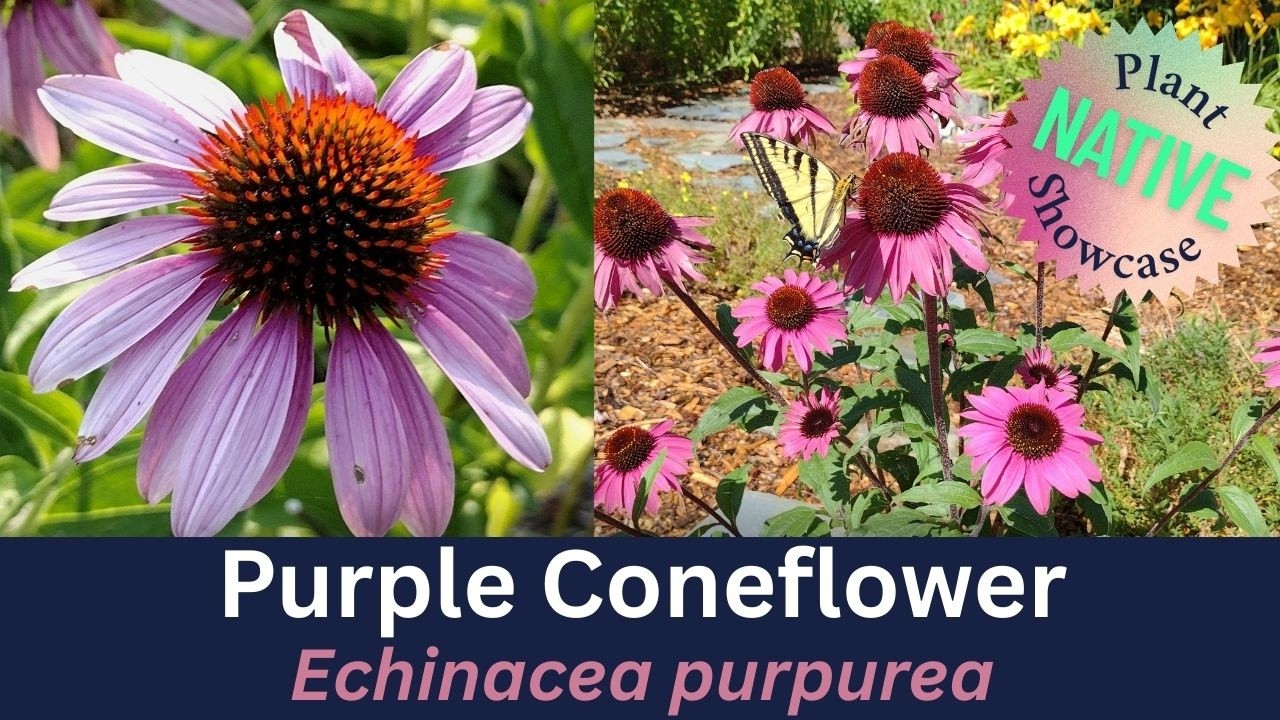 Экспозиция местных растений: Эхинацея пурпурная (Echinacea purpurea)