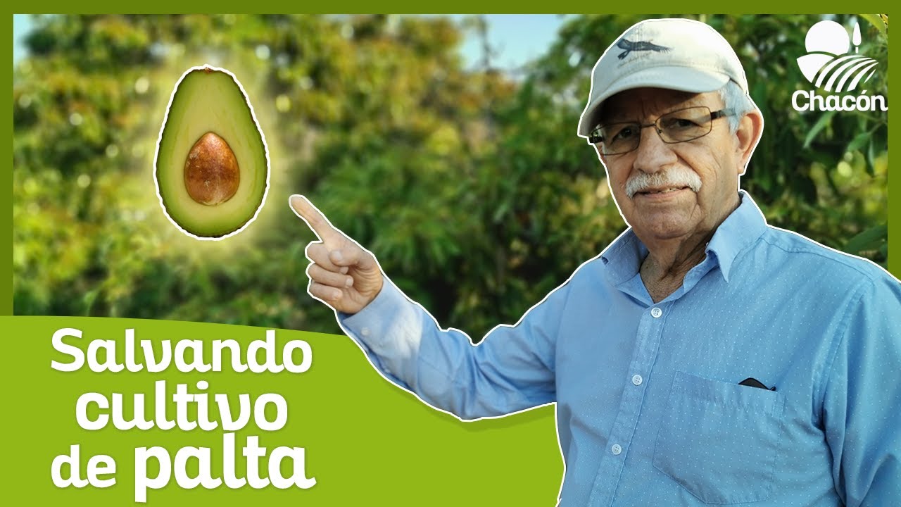 ESTUDIO de SUELO en CULTIVO de PALTA🥑  (AGUACATE) - #01-2019