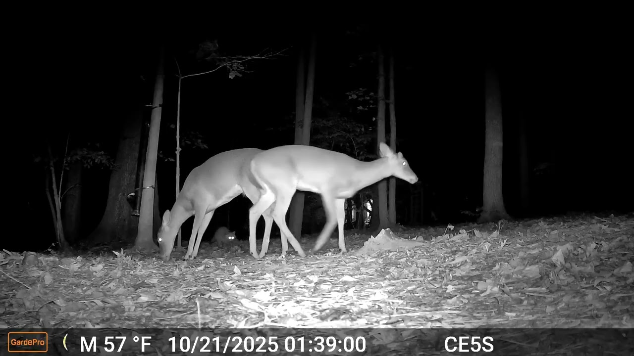 Cain cam 251021 E5S