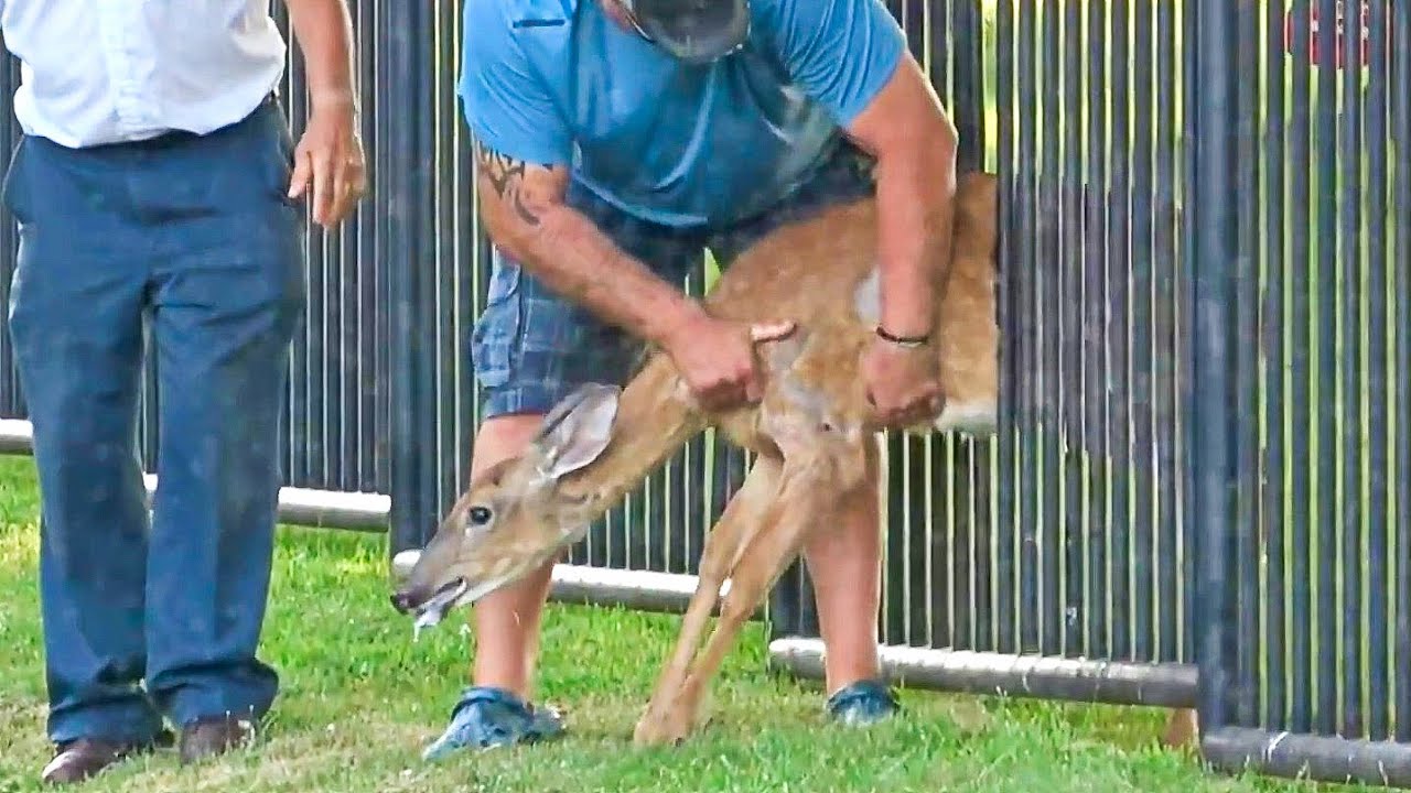 Deer Stuck In a Fence Rescue
