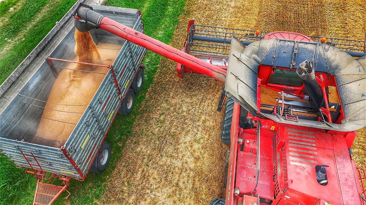 ОБМОТ ПШЕНИЦЫ 2024 CASE IH AXIAL FLOW 7088