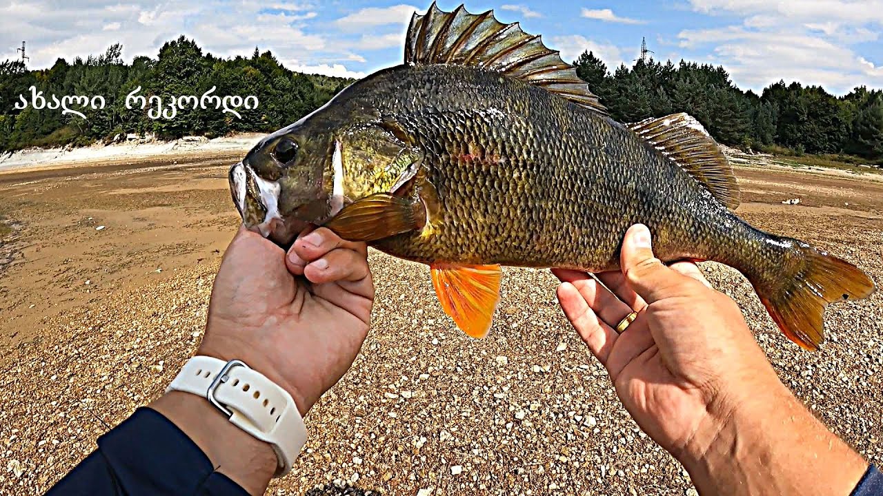 შაორი: პირადი რეკორდი 42სმ ბომბორა ქორჭილა. BIG PERCH 42cm. Azura Vesta & Olivia. სპინინგით თევზაობა