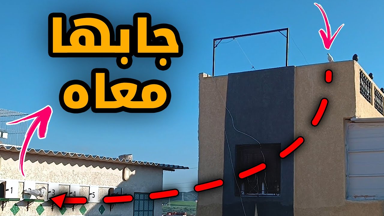 ذكر ديال فالنسيانو جاب معاه أنثى