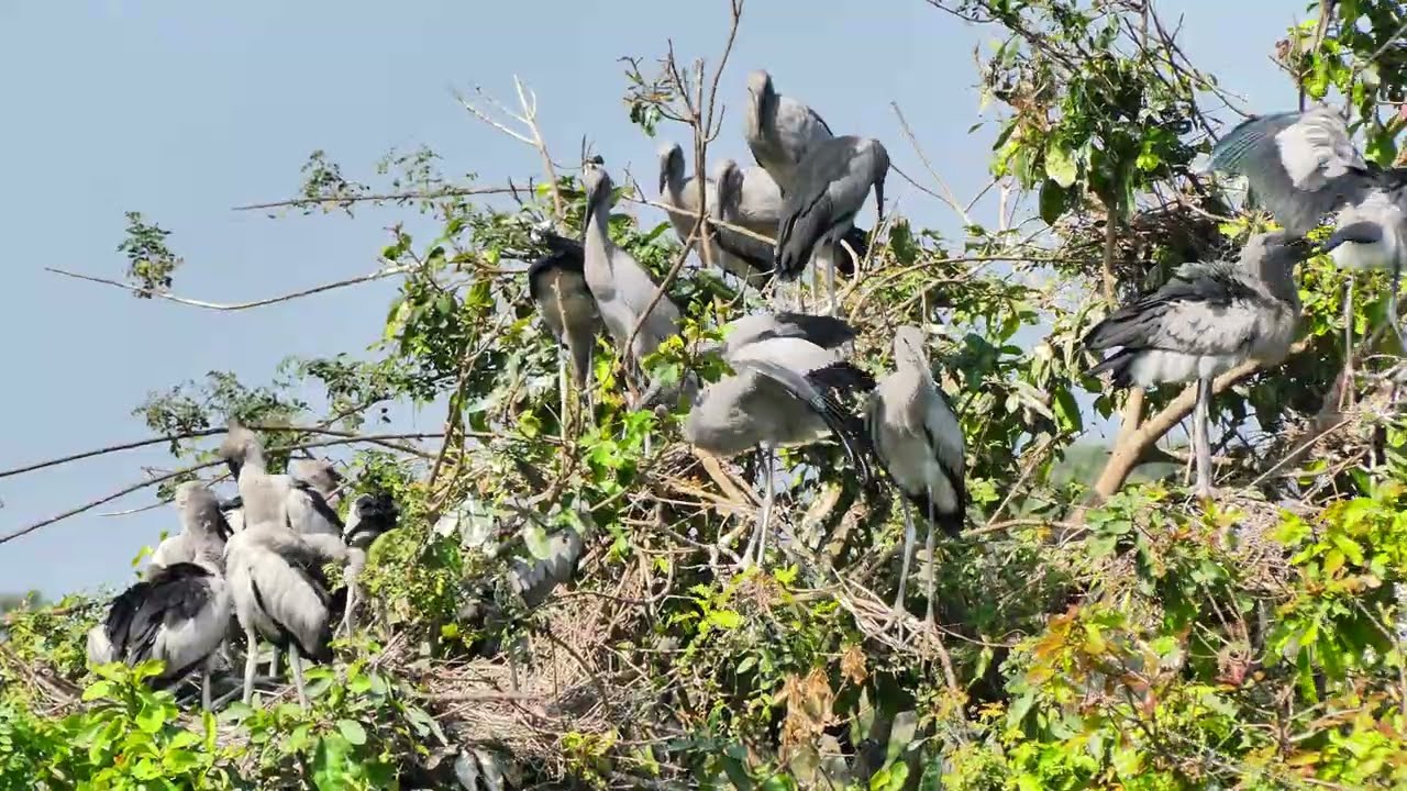 Mystery Of Bird Life Living at Flooded Forest  In The Beautiful World  the 00180