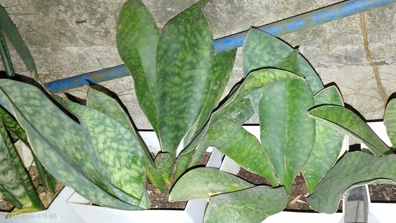 Repoting ng Snake plant, (WhalePin) 