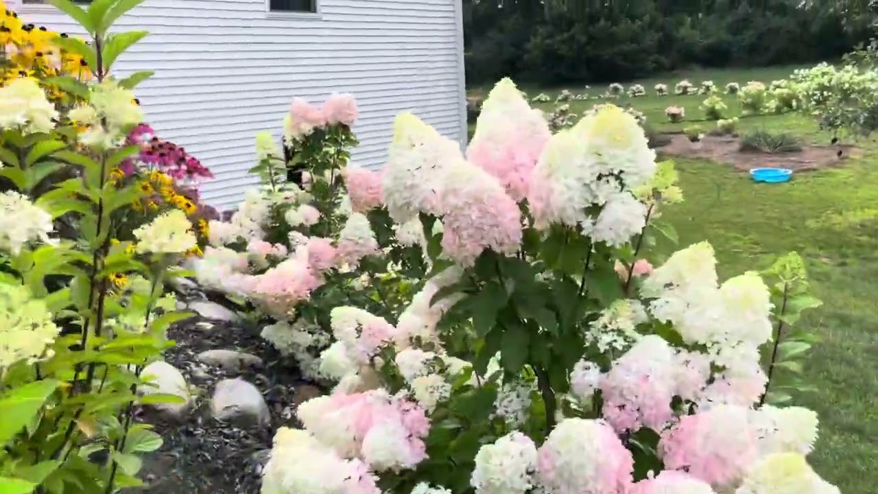 Proven Winners Hydrangea Quick Fire Fab beautiful soft pink and How to landscape the side yard