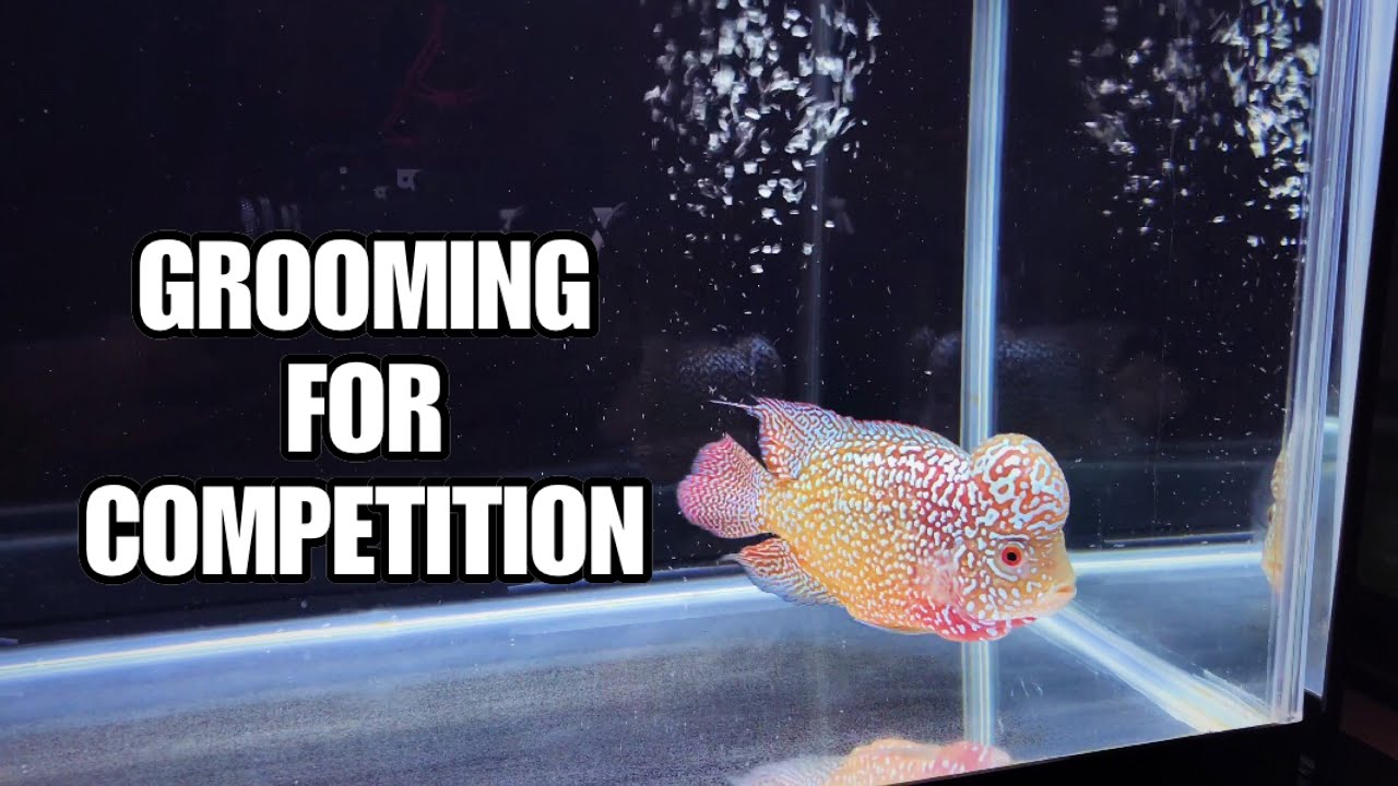 Grooming Flowerhorn for Competition (tagalog)
