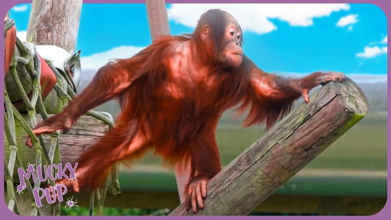Monkey World | The Orange Hooligans