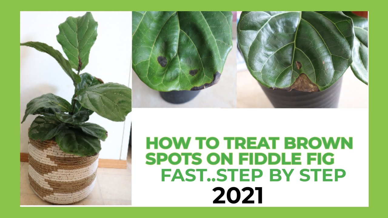 HOW TO SAVE AND TREAT BROWN SPOTS ON FIDDLE FIG LEAVES FAST with HYDROGEN PEROXIDE #fiddlefigcare
