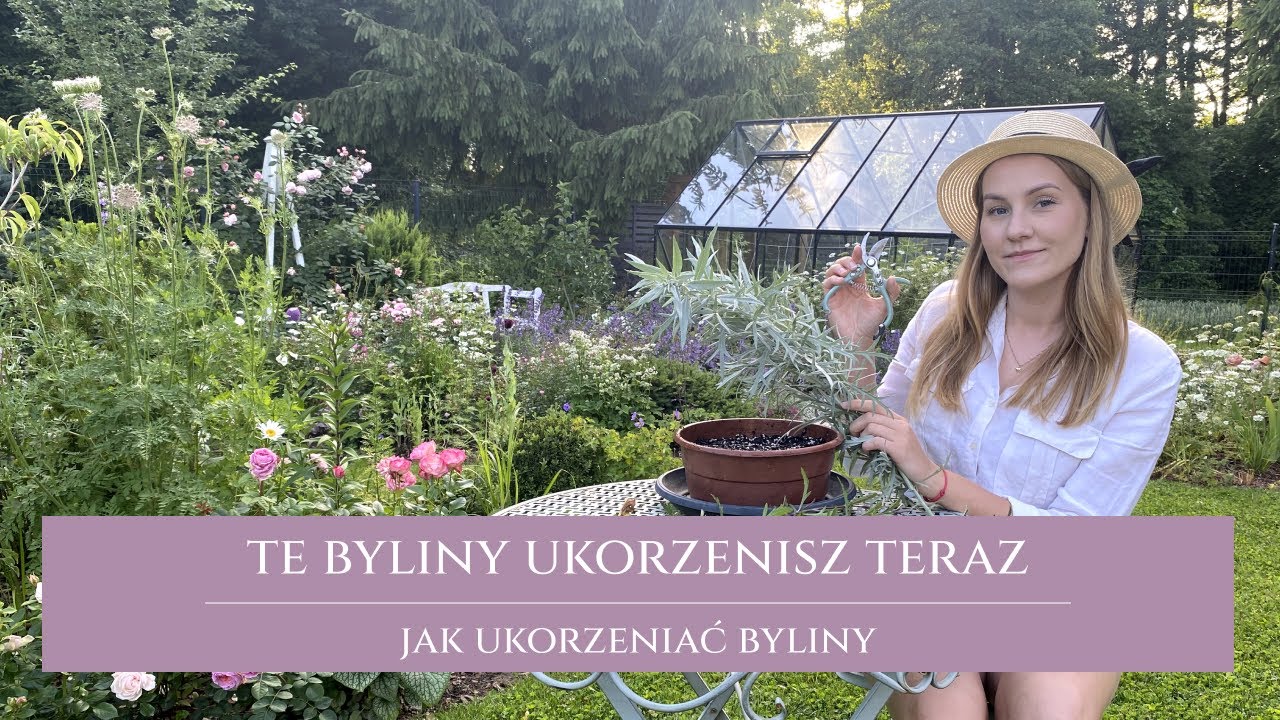Te byliny ukorzenisz teraz | jak ukorzeniać i rozmnażać byliny | proste sposoby