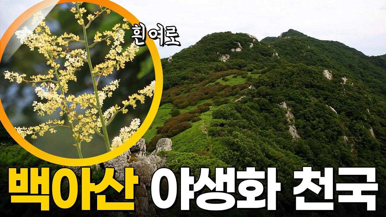 💐희귀 야생화 천국! 백아산에서 운명처럼 만난 다양한 빛깔의 야생화들  [영상앨범 산] KBS 150906 방송