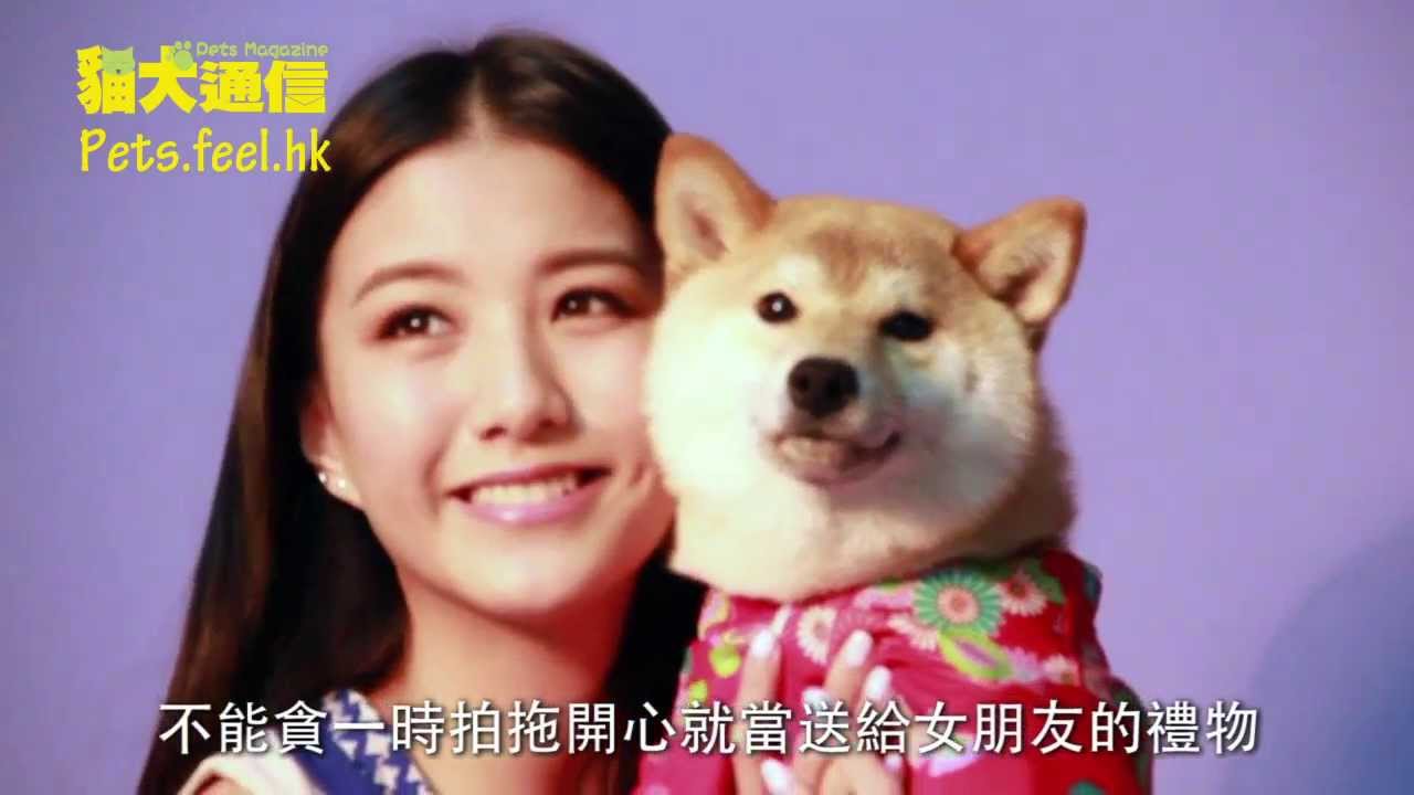 《貓犬通信》Listen to Dogs．陳嘉桓