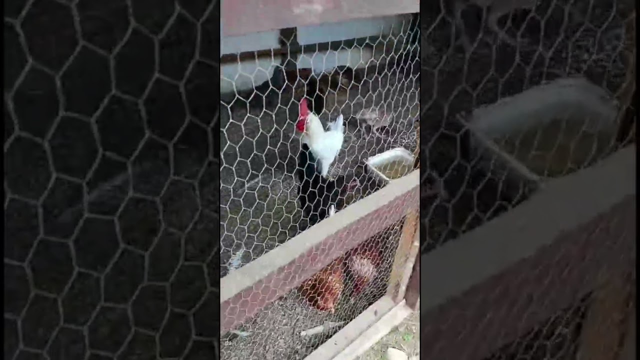 TUĞRA 'NIN SORGUNDAKİ MACERALARI 