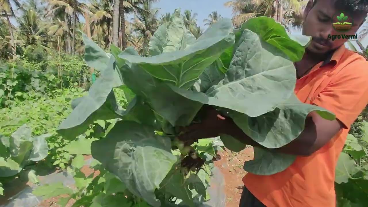 Organic Farming in Action — Where Soil Health Meets Real Harvest