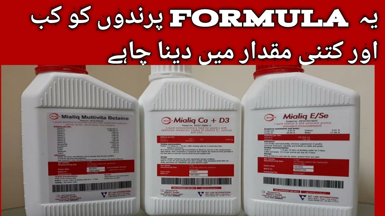 How to use mialiq breeding formoula/ breeding season best formula /Urdu/ hindi