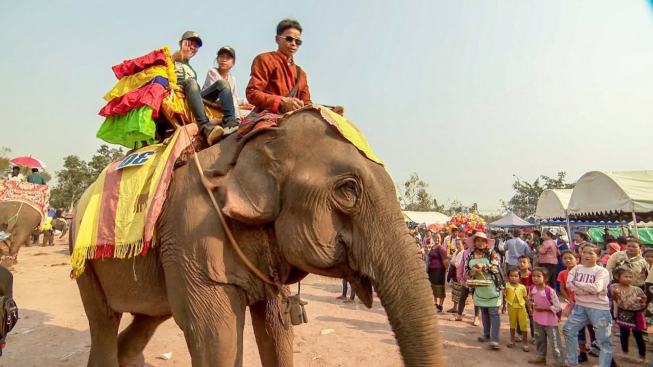 Elephants Freed From Tourism Trade | BBC Earth