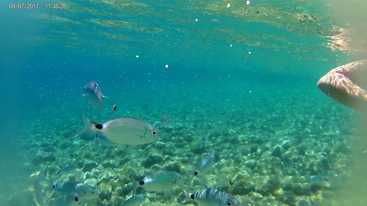 Pag - Lun. Karmienie rybek