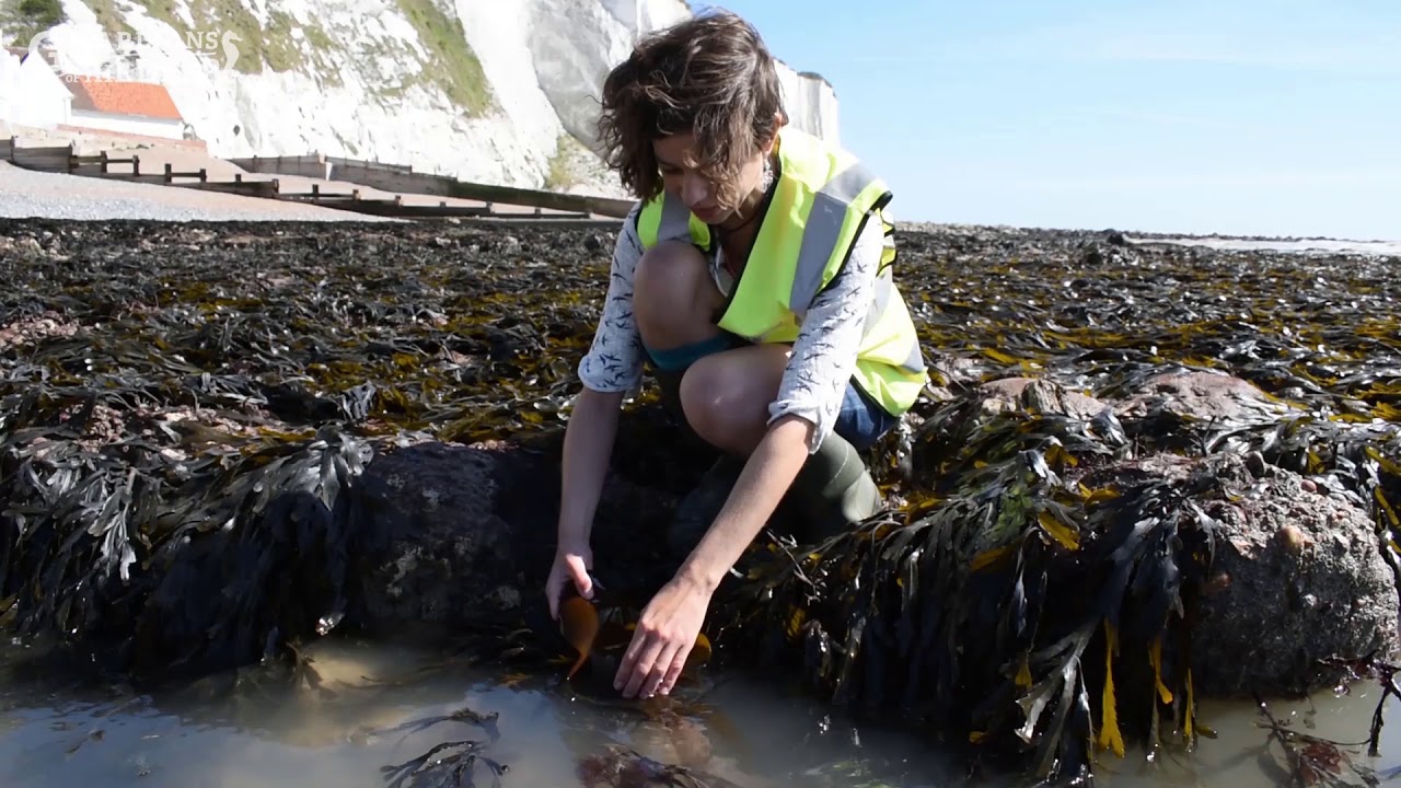 Identifying Seaweeds