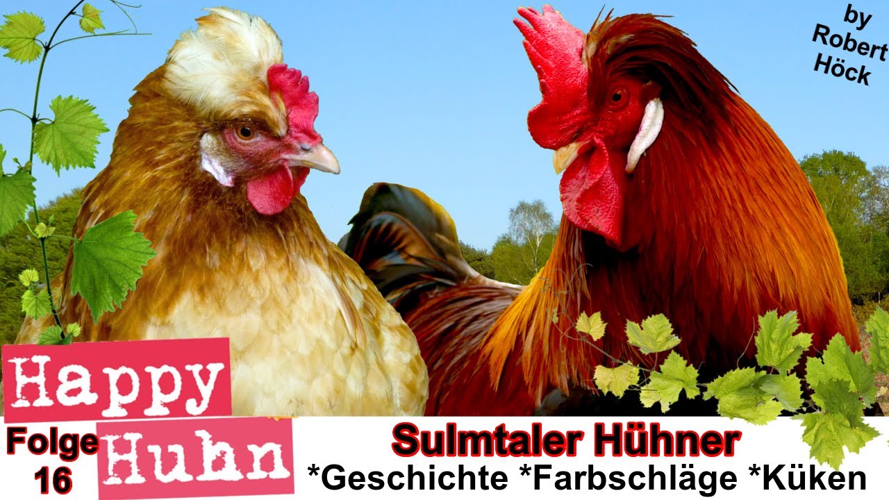 E16 Sulmtaler H&uuml;hner im Rasseportrait bei HAPPY HUHN + Zwerg-Sulmtaler und besondere Farbschl&auml;ge