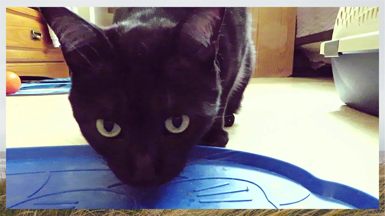 Black Tabby swallows Whole Mouse | Raw feeding cats