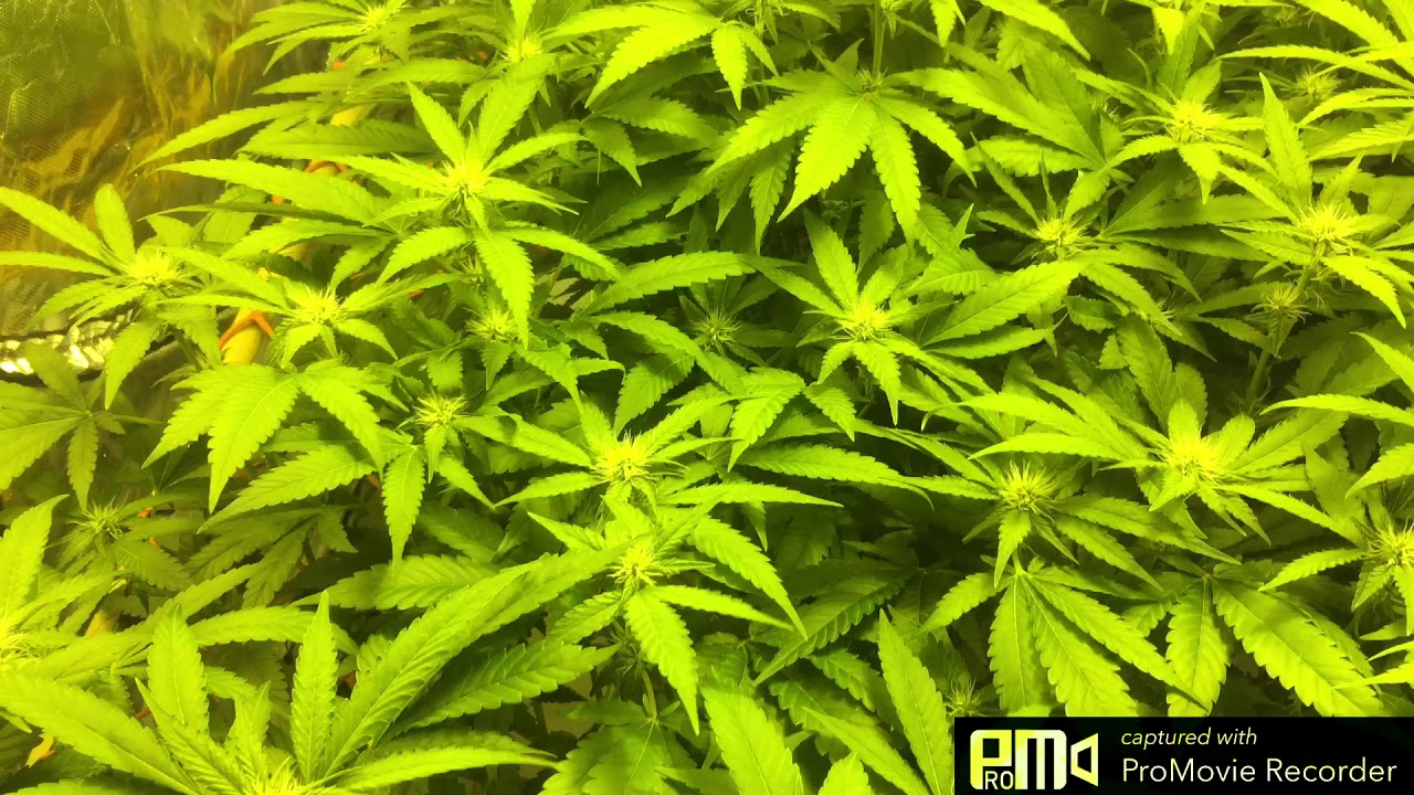 Peyote and critical