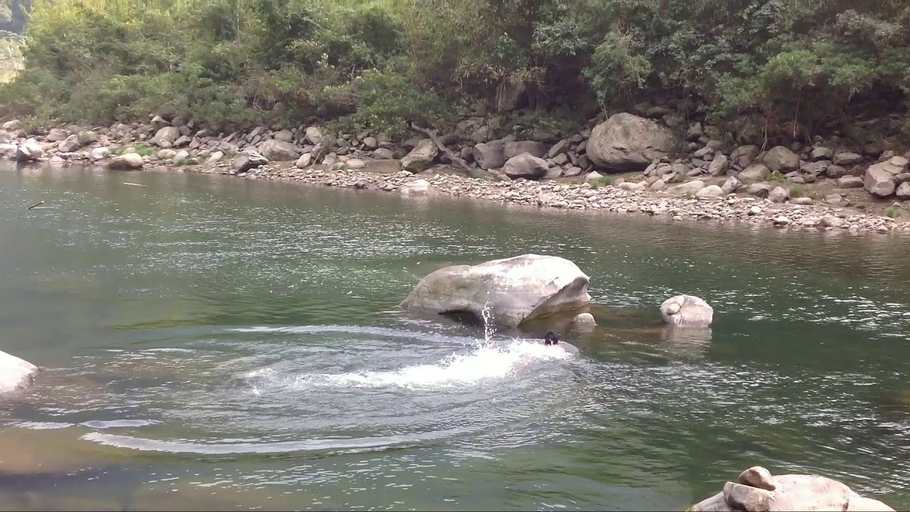 River Fishing in Northeast India(Niamning mbiuki)# Fresh water