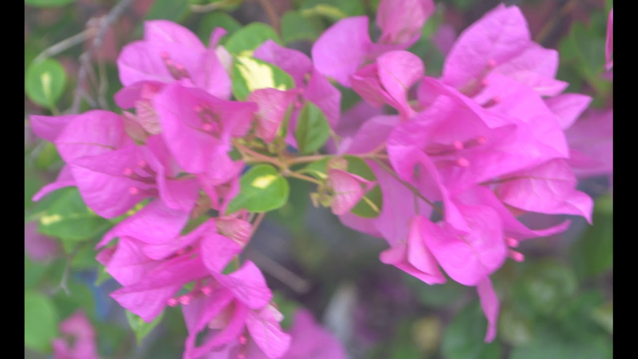 plant photos