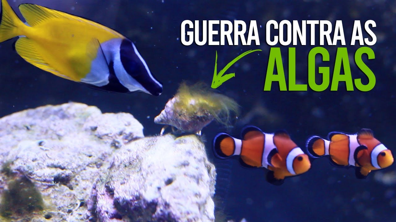Aquário Marinho - Guerra contra as algas