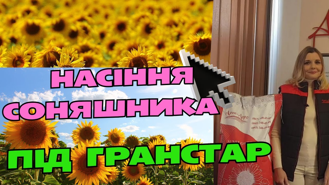 Насіння соняшника Неймар, Неймар Плюс, Астон і Бастен під Гранстар від виробника насіння @Арт_Агро