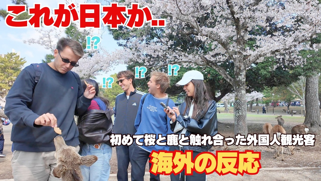 【奈良公園】日本文化が羨ましい 桜と鹿を同時に楽しむ外国人観光客の反応