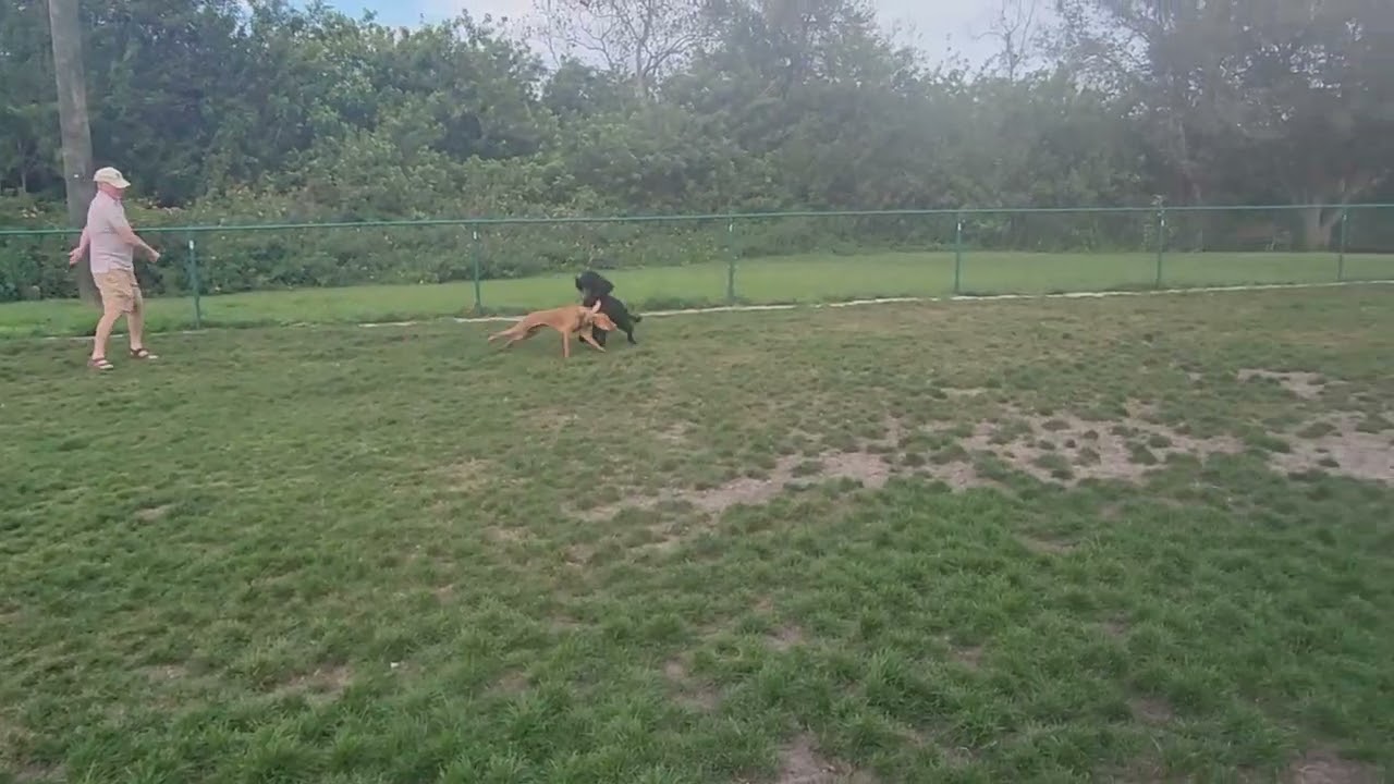 Doggie World