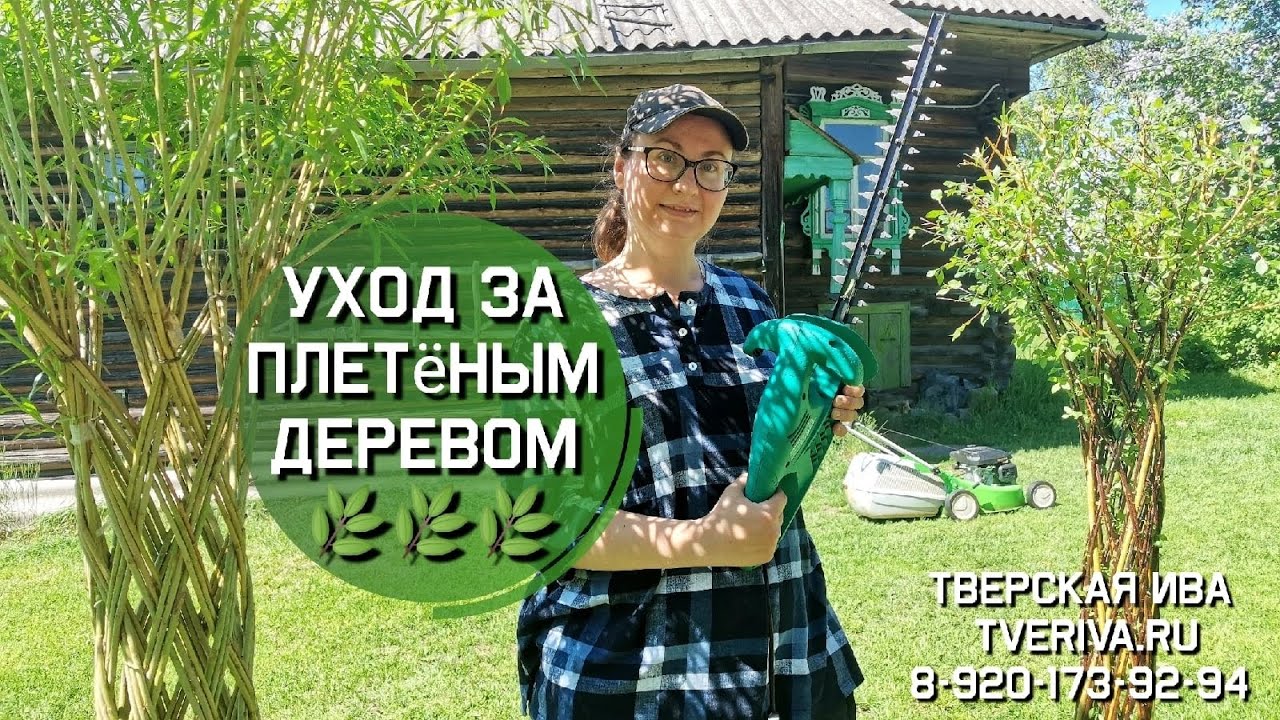 Тверская ива. Уход за плетёным деревом из ивы. Ивовая пальма. Дерево плетеное из прутьев.