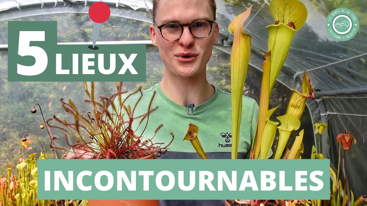 OÙ installer sa Première Plante Carnivore ?? - Les 5 meilleurs endroits !
