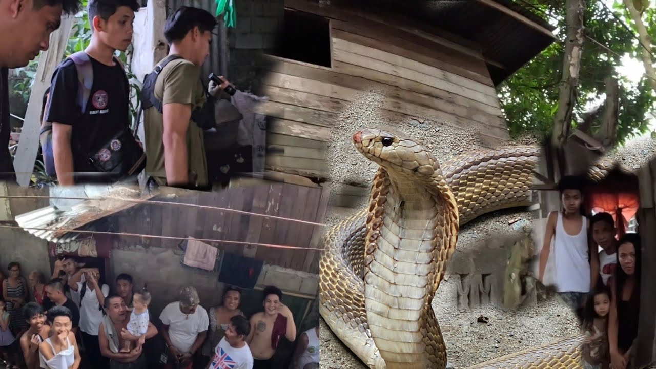 KINAKATAKUTANG BAHAY NG MGA RESIDENTE DAHIL SA MABAGSIK NA COBRA