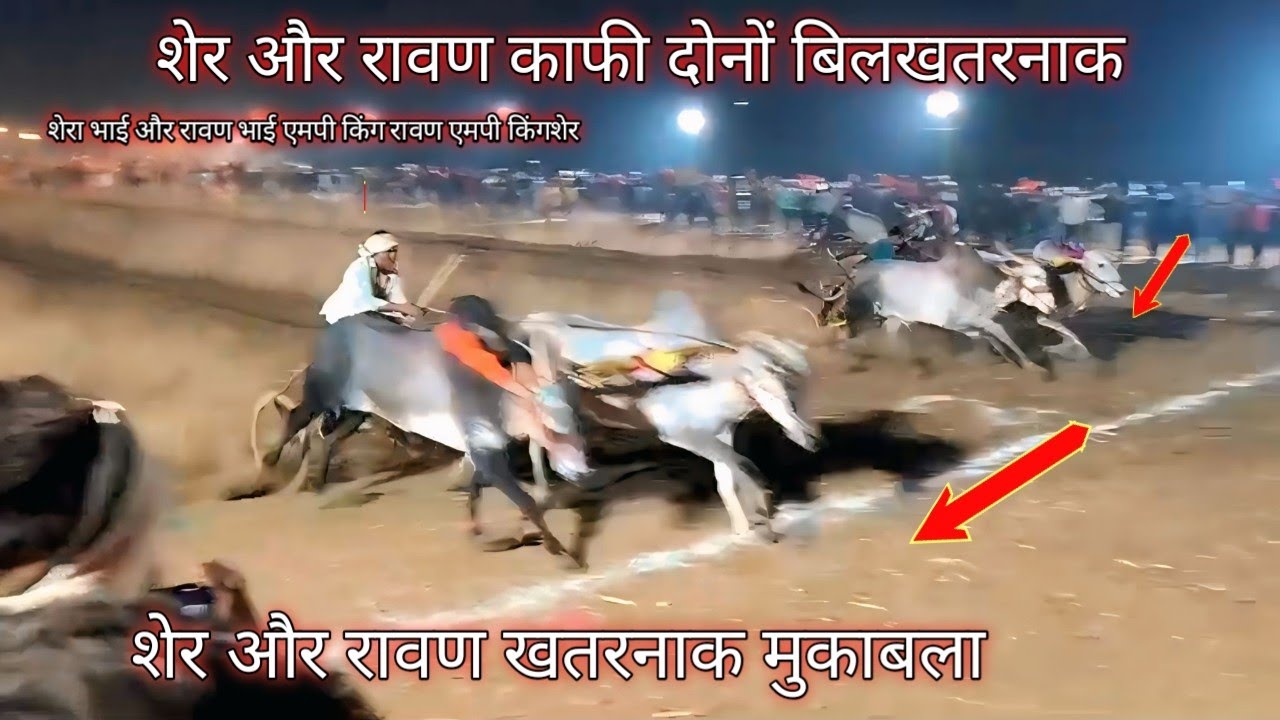 सक फटा की रेस 🦬🥇#cow साग फटा की रेस 🦬🥇#cow 