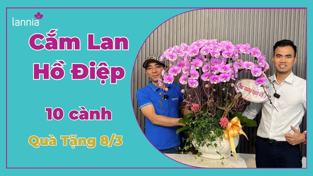 Cách Cắm Lan Hồ Điệp 10 Cành Đơn Giản Cho Người Mới |Lannia