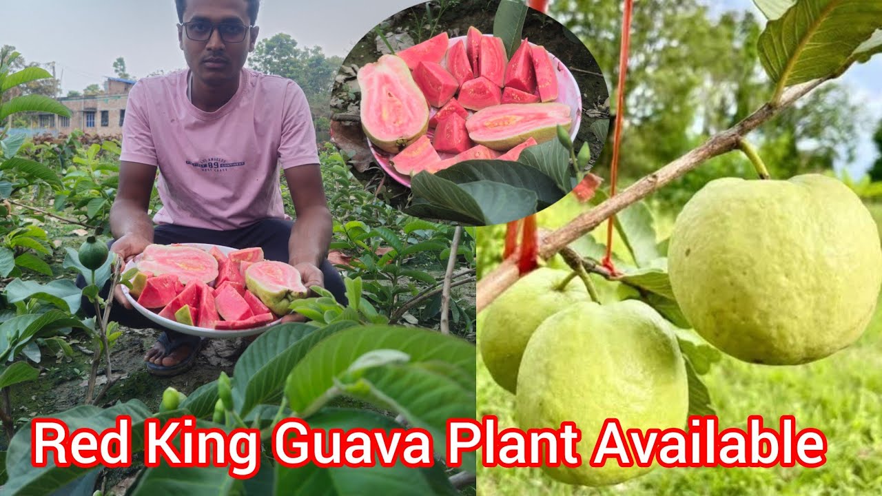 Red King Guava Plant Available All India Delivery Call 74328 66526 