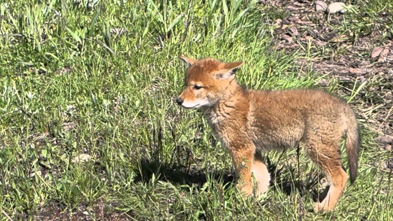 Wonderful Wyoming Wildilife - Coyote Pup - 6/1/2015